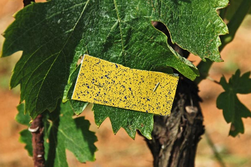 ASJ vodosenzitivni listići 76 x 52 mm 50 komada